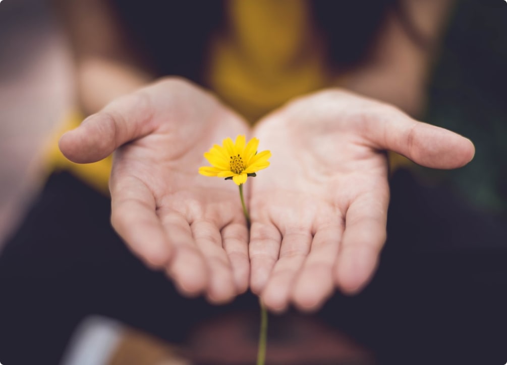 Flower in between palm of hands